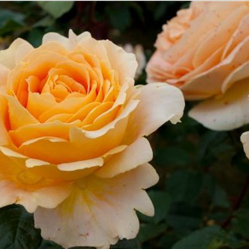 Kremowo-żółty - Róże pienne - z kwiatami hybrydowo herbacianymi - korona równomiernie ukształtowana